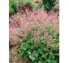 Гейхера Строуберри Свирл (Strawberry Swirl) C1